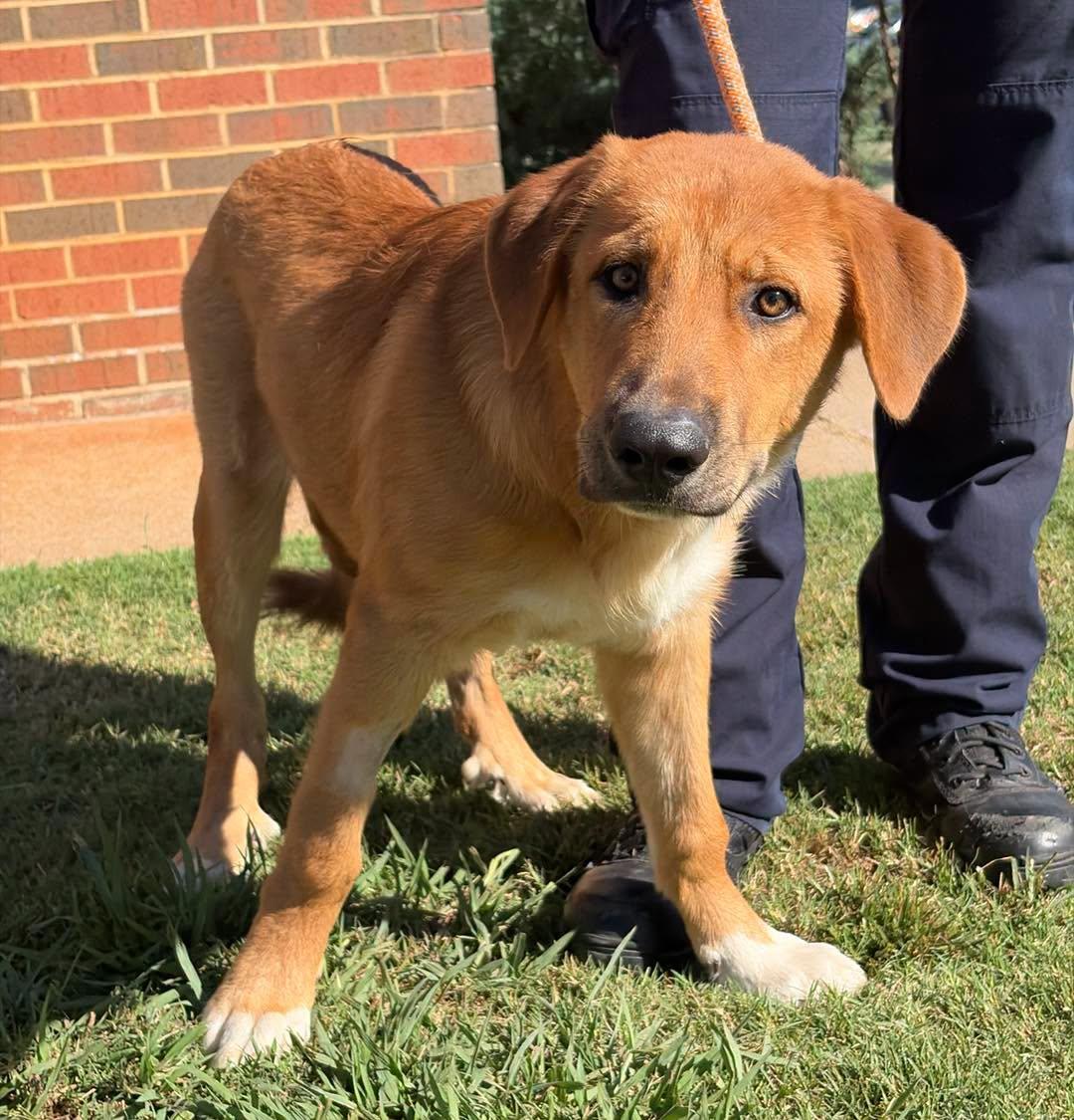 D.O.G., Adopted, Young Male Anatolian Shepherd.