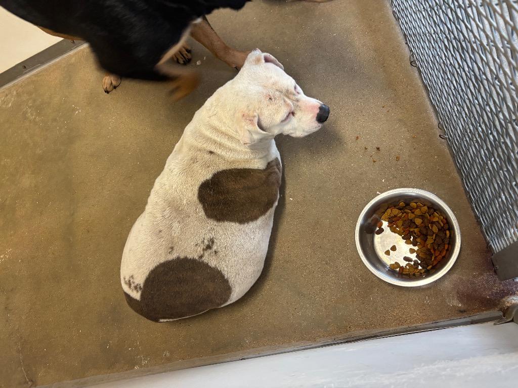 Enlarge Jelly**, a Adopted mixed breed in Belton, TX image 1/1