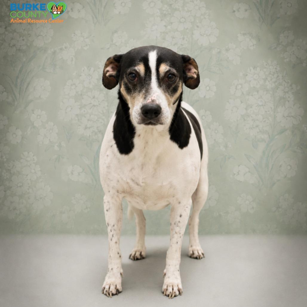 Joey, Adoptable, Senior Male Treeing Walker Coonhound & Mixed Breed.