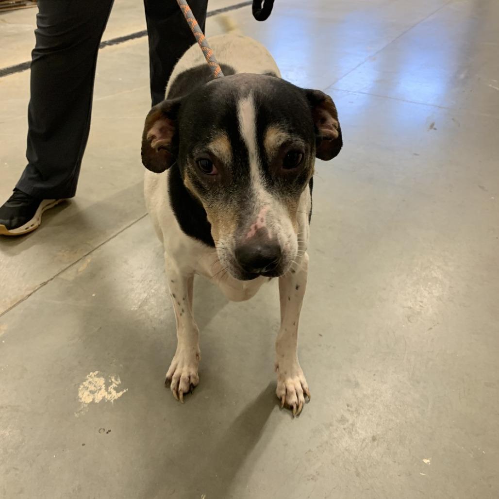 Enlarge Joey, a Adoptable mixed breed in Morganton, NC image 2/3
