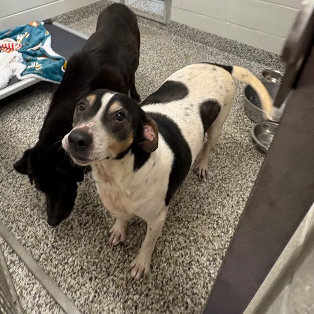 Enlarge Joey, a Adoptable mixed breed in Morganton, NC image 3/3