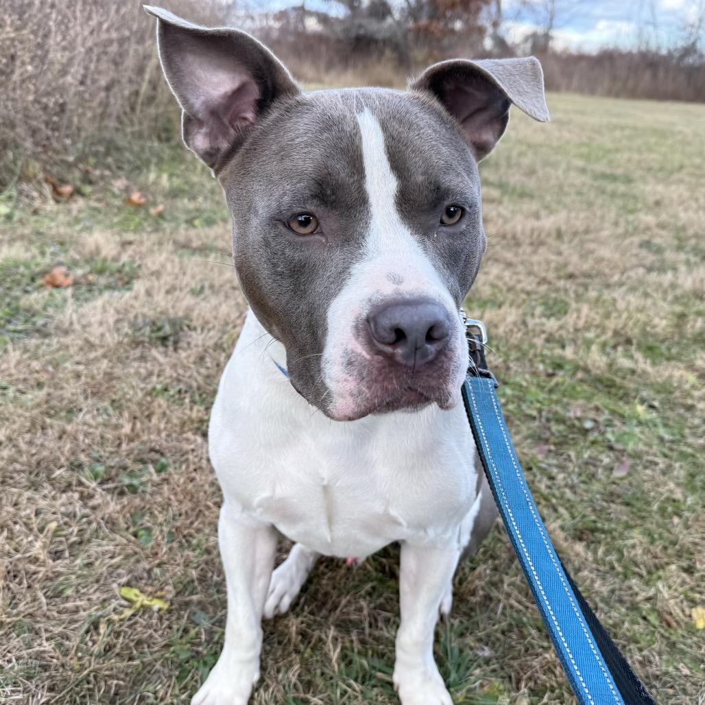 Ceasar*my adoption fee has been partially sponsored*, Adoptable, Adult Male Mixed Breed.