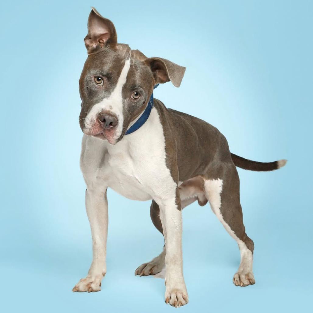 Enlarge Ceasar*my adoption fee has been partially sponsored*, a Adoptable Mixed Breed in Wappingers Falls, NY image 2/4