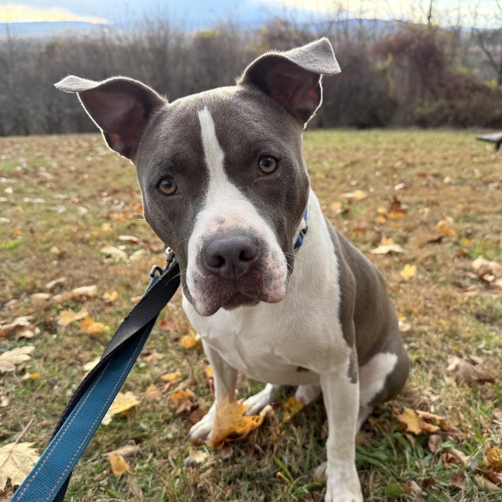 Enlarge Ceasar*my adoption fee has been partially sponsored*, a Adoptable Mixed Breed in Wappingers Falls, NY image 3/4