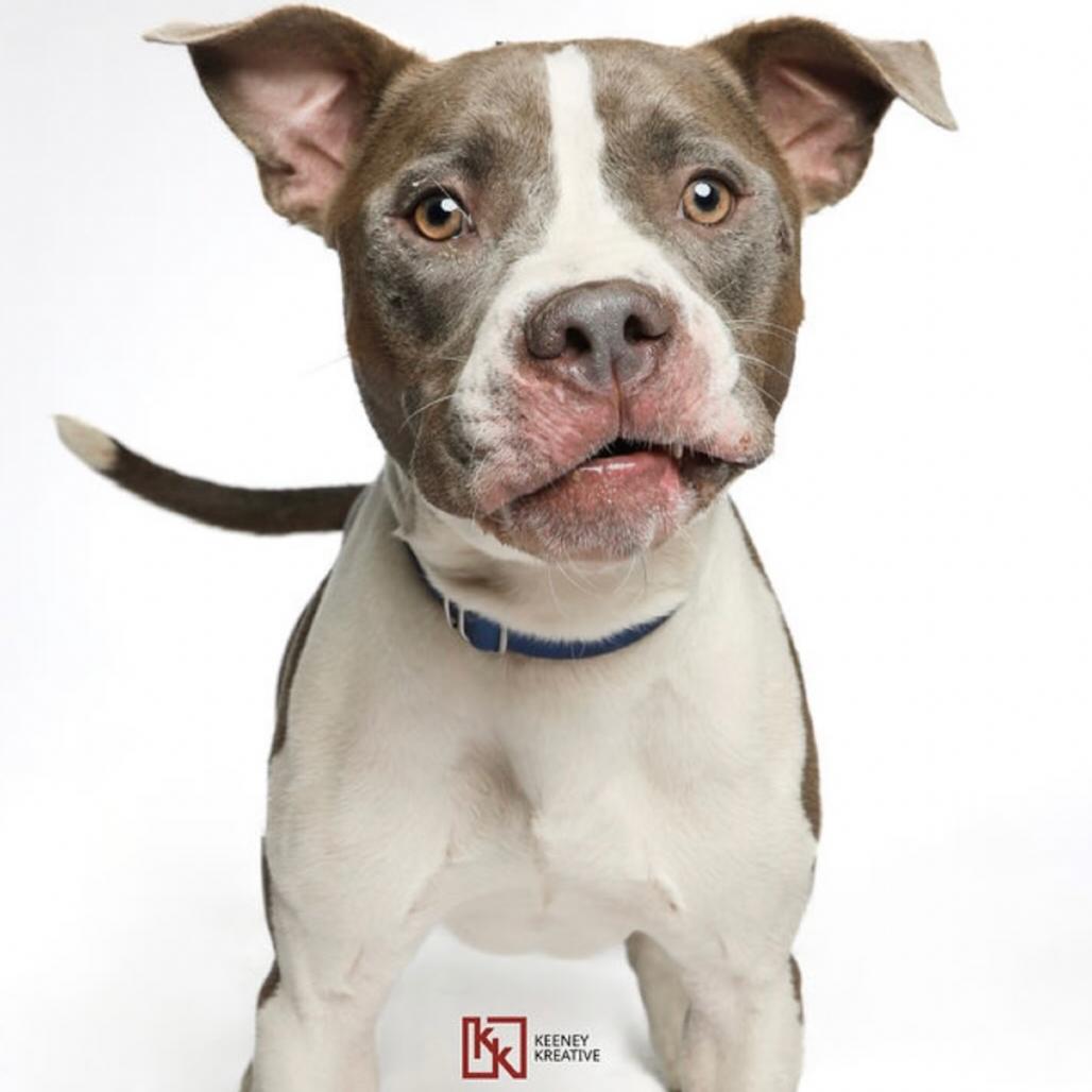 Enlarge Ceasar*my adoption fee has been partially sponsored*, a Adoptable Mixed Breed in Wappingers Falls, NY image 4/4