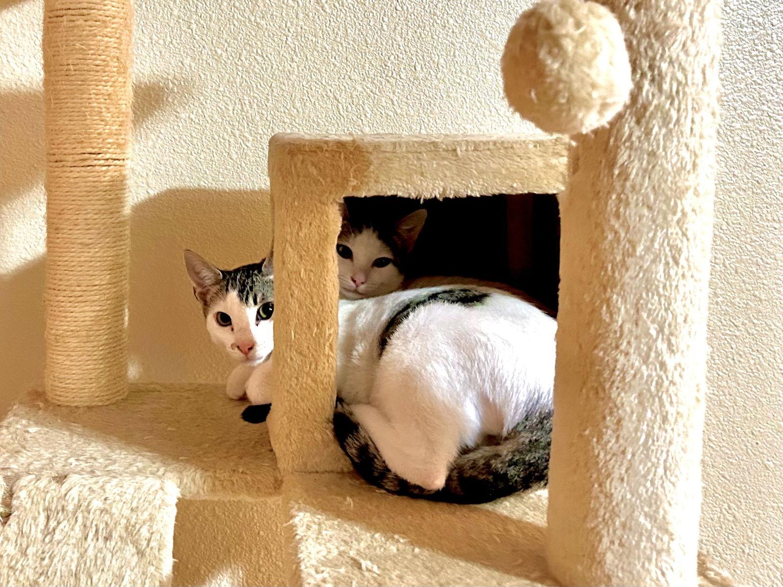 Enlarge Spotty, a Adoptable Domestic Short Hair in Davis, CA image 2/3