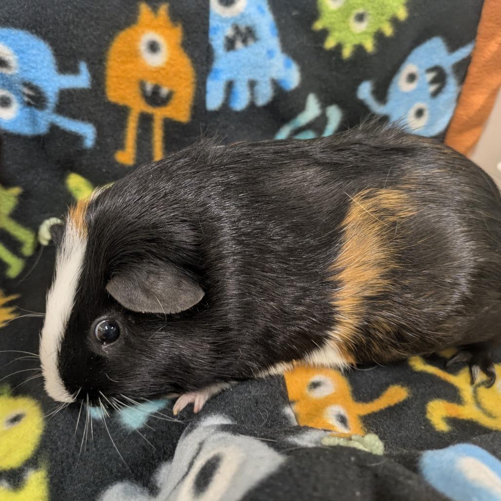 Enlarge Link, a Adoptable Guinea Pig in Saint Cloud, MN image 1/2