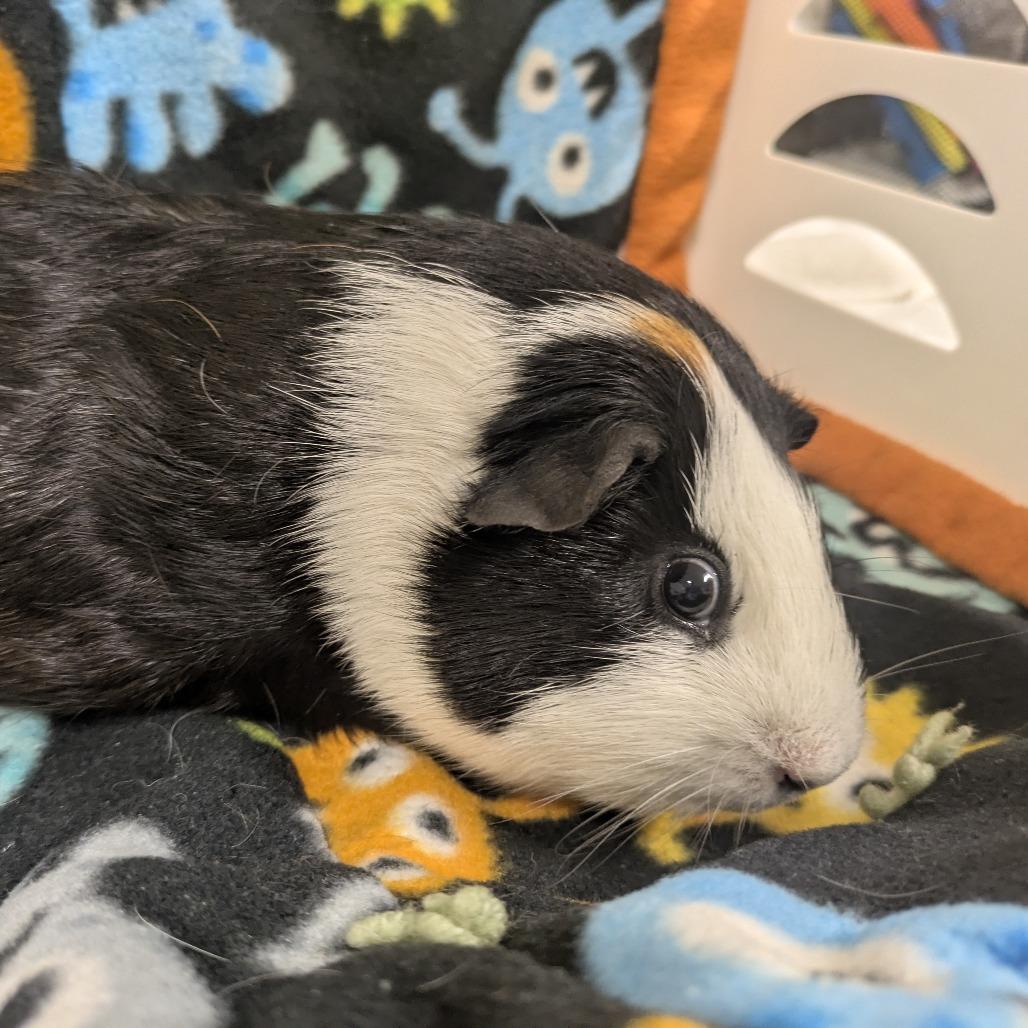 Enlarge Link, a Adoptable Guinea Pig in Saint Cloud, MN image 2/2