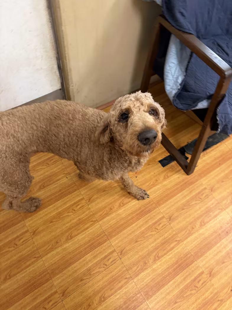 Fennnel, adopted, Adult Male Standard Poodle.