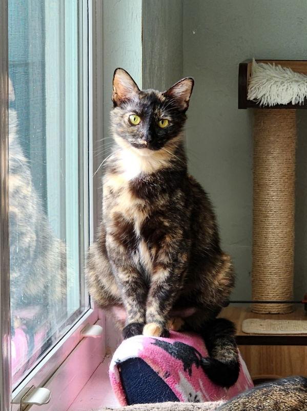 Enlarge Snow White, a Adoptable Tortoiseshell in Ocala, FL image 1/3