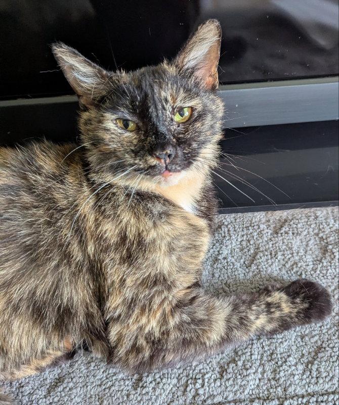 Enlarge Snow White, a Adoptable Tortoiseshell in Ocala, FL image 1/3