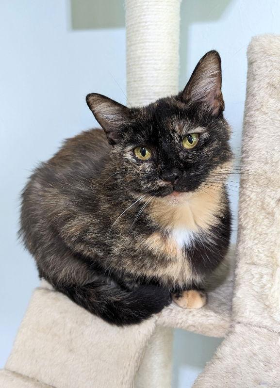 Enlarge Snow White, a Adoptable Tortoiseshell in Ocala, FL image 3/3