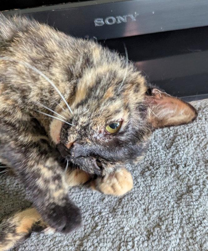 Enlarge Snow White, a Adoptable Tortoiseshell in Ocala, FL image 3/3