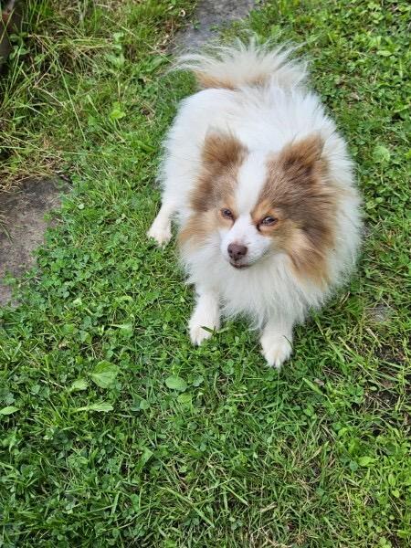 Enlarge Grayson, a ADOPTABLE Pomeranian in Bowdoin, ME image 1/4