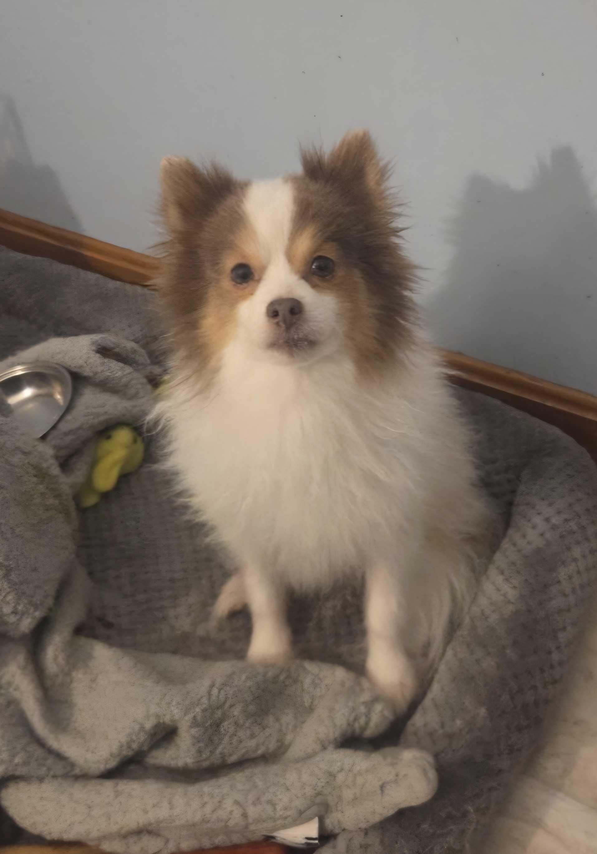 Enlarge Grayson, a ADOPTABLE Pomeranian in Bowdoin, ME image 2/4