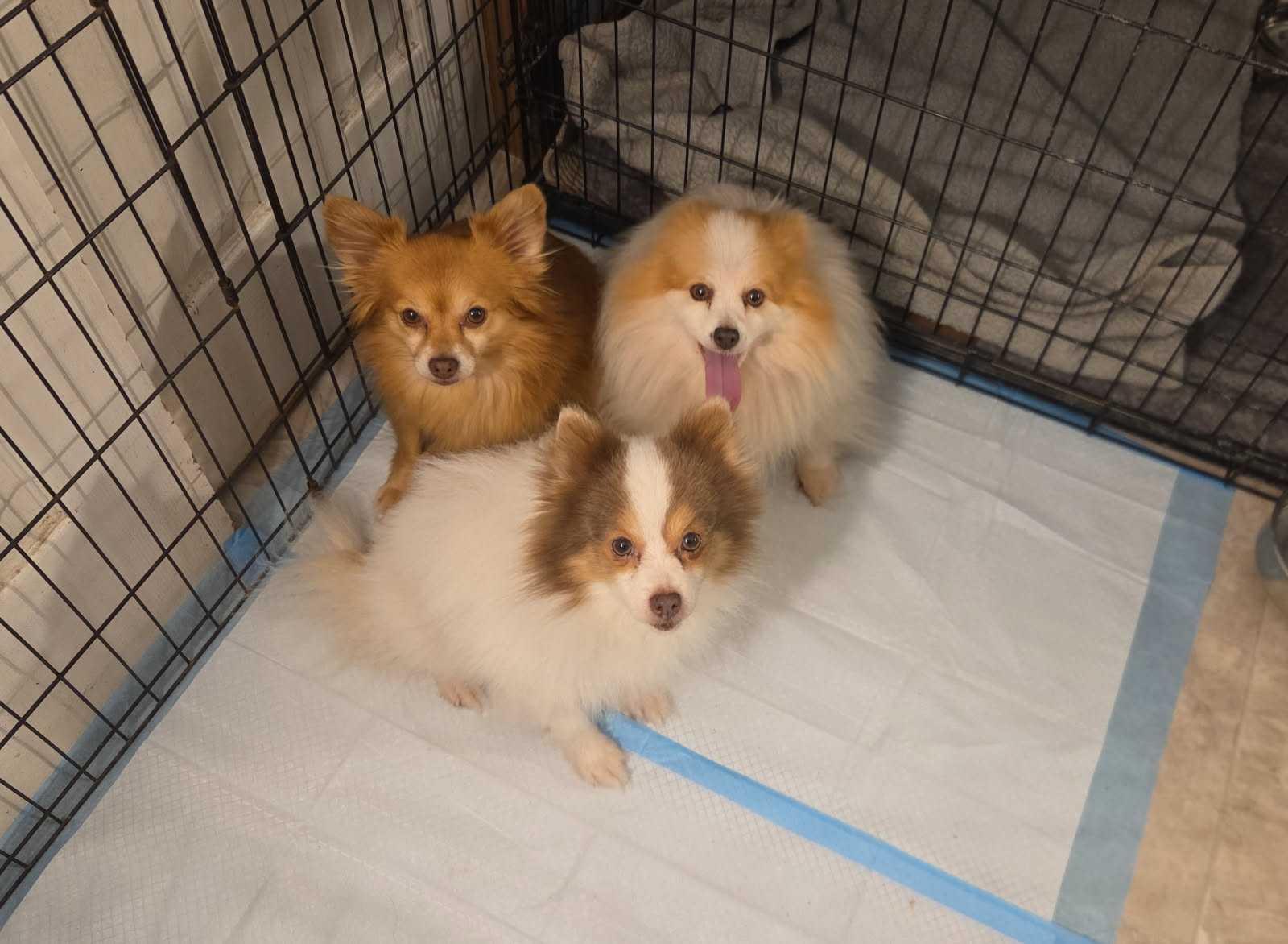 Enlarge Grayson, a ADOPTABLE Pomeranian in Bowdoin, ME image 4/4