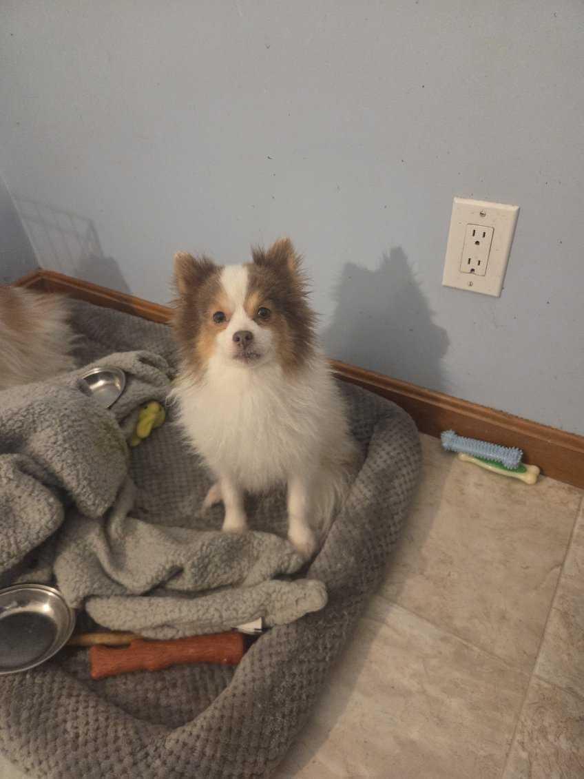 Enlarge Grayson, a ADOPTABLE Pomeranian in Bowdoin, ME image 3/4