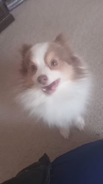 Enlarge Grayson, an adopted Pomeranian in Bowdoin, ME video 2/4