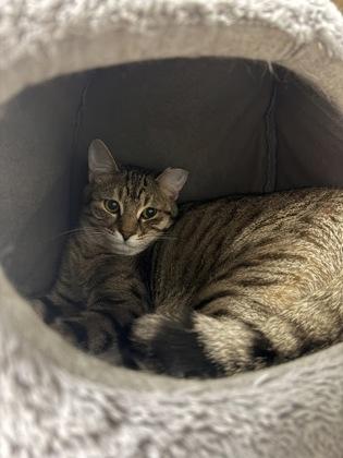 Enlarge Triscuit, a Adoptable mixed breed in Kansas City, MO image 1/1