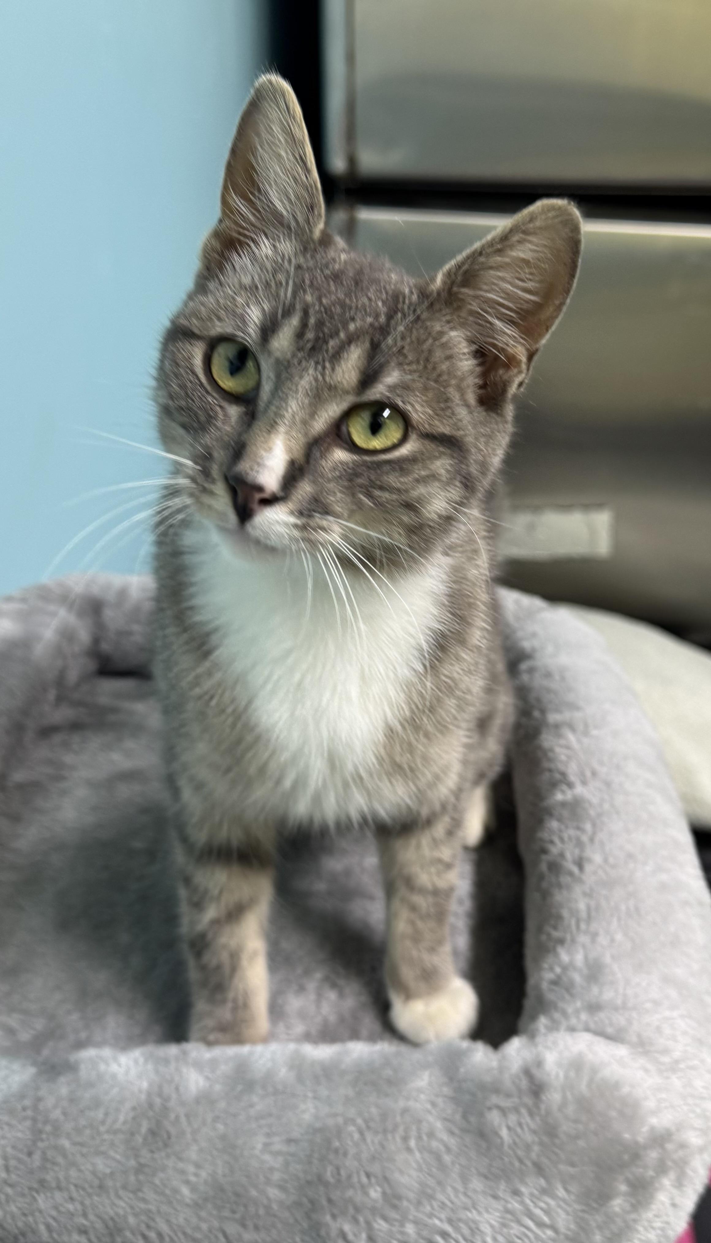 Temmie, an adoptable Domestic Short Hair in Jamestown, ND, 58402 | Photo Image 1