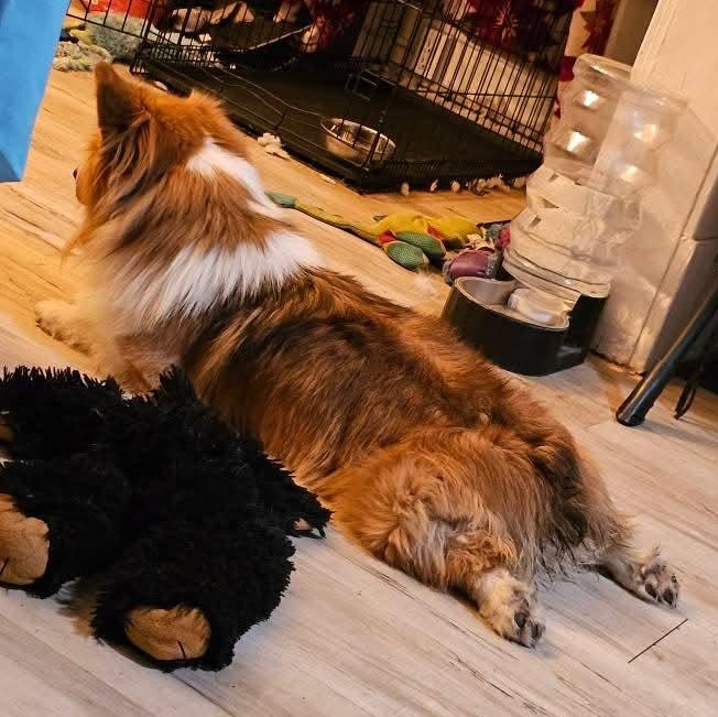 Enlarge Quizno, a Adoptable Corgi in Lincoln, NE image 4/6