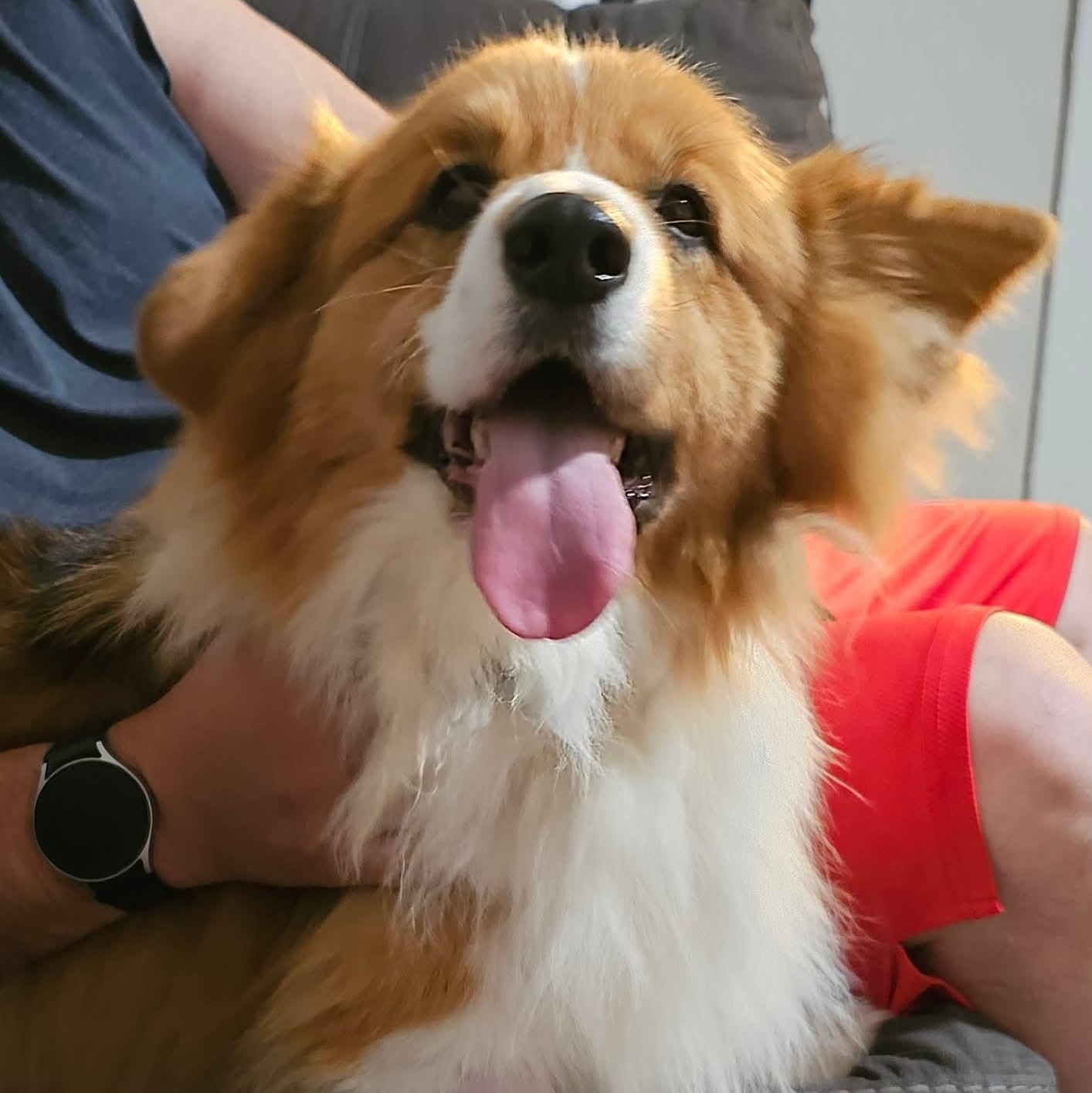 Enlarge Quizno, a Adoptable Corgi in Lincoln, NE image 3/6