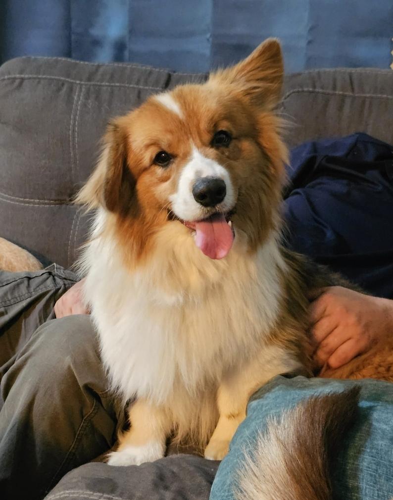 Enlarge Quizno, a Adoptable Corgi in Lincoln, NE image 1/6