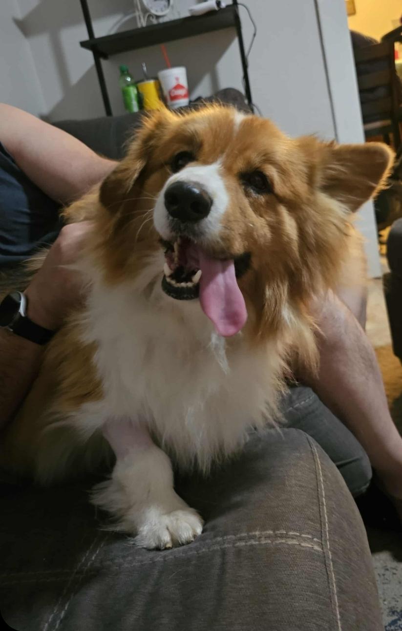 Enlarge Quizno, a Adoptable Corgi in Lincoln, NE image 5/6