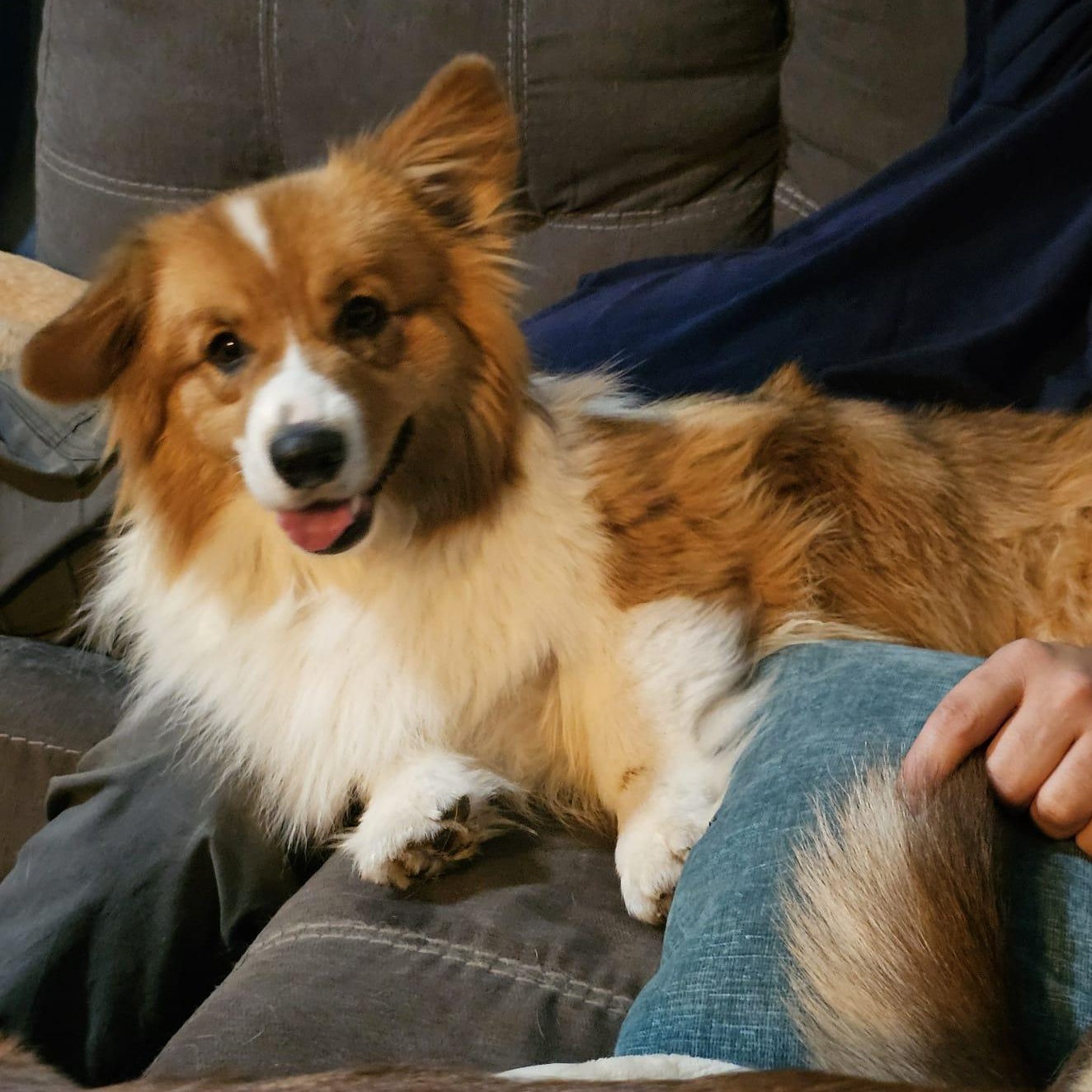 Enlarge Quizno, a Adoptable Corgi in Lincoln, NE image 2/6