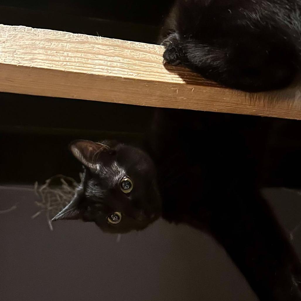 Enlarge Cado, a Adoptable Domestic Short Hair in Plainfield, IL image 1/6