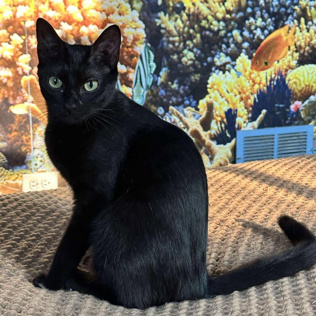 Enlarge Cado, a Adoptable Domestic Short Hair in Plainfield, IL image 2/6