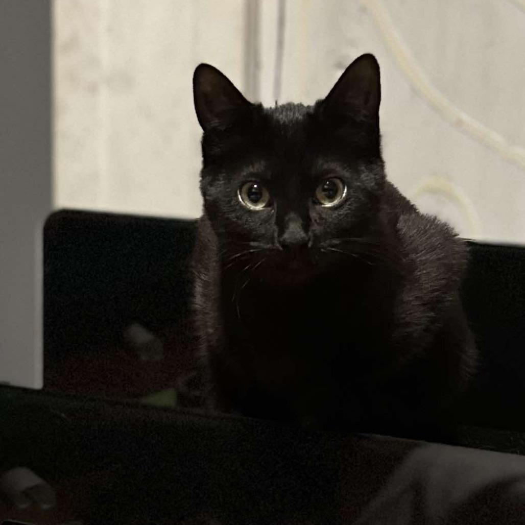 Enlarge Cado, a Adoptable Domestic Short Hair in Plainfield, IL image 3/6