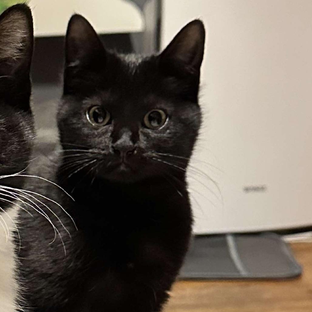 Enlarge Cado, a Adoptable Domestic Short Hair in Plainfield, IL image 4/6