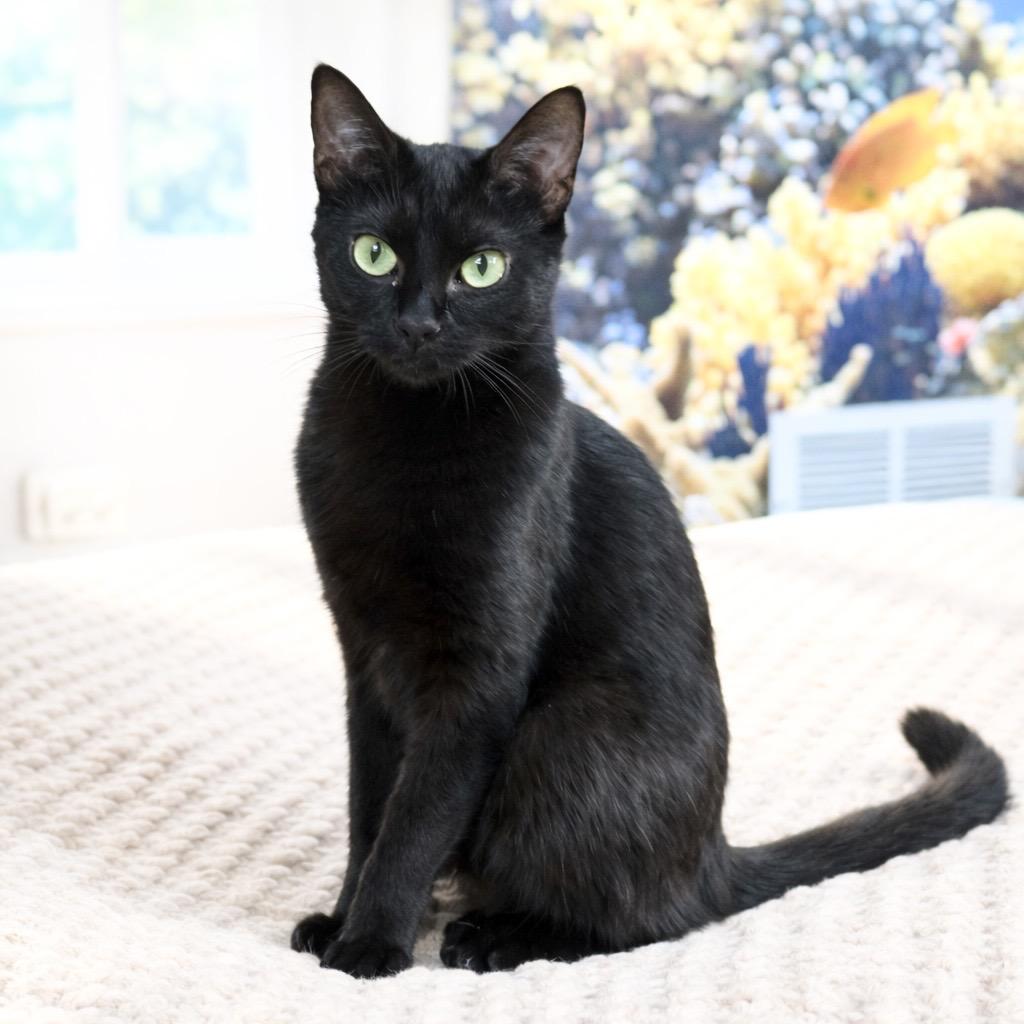 Enlarge Cado, a Adoptable Domestic Short Hair in Plainfield, IL image 3/3