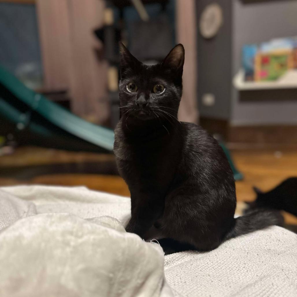 Enlarge Cado, a Adoptable Domestic Short Hair in Plainfield, IL image 5/6