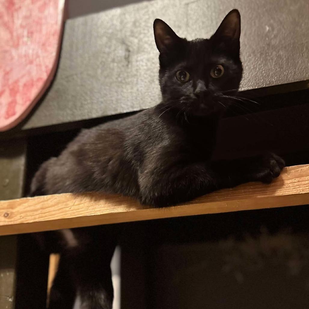 Enlarge Cado, a Adoptable Domestic Short Hair in Plainfield, IL image 6/6