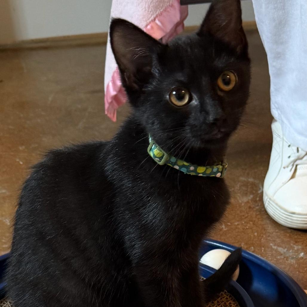 Enlarge Eeny, a Adoptable Domestic Short Hair in Tuscaloosa, AL image 1/1