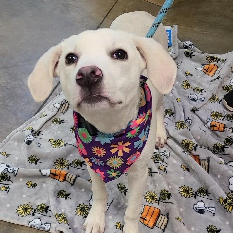 Murphy, ADOPTABLE, Young Male Labrador Retriever.