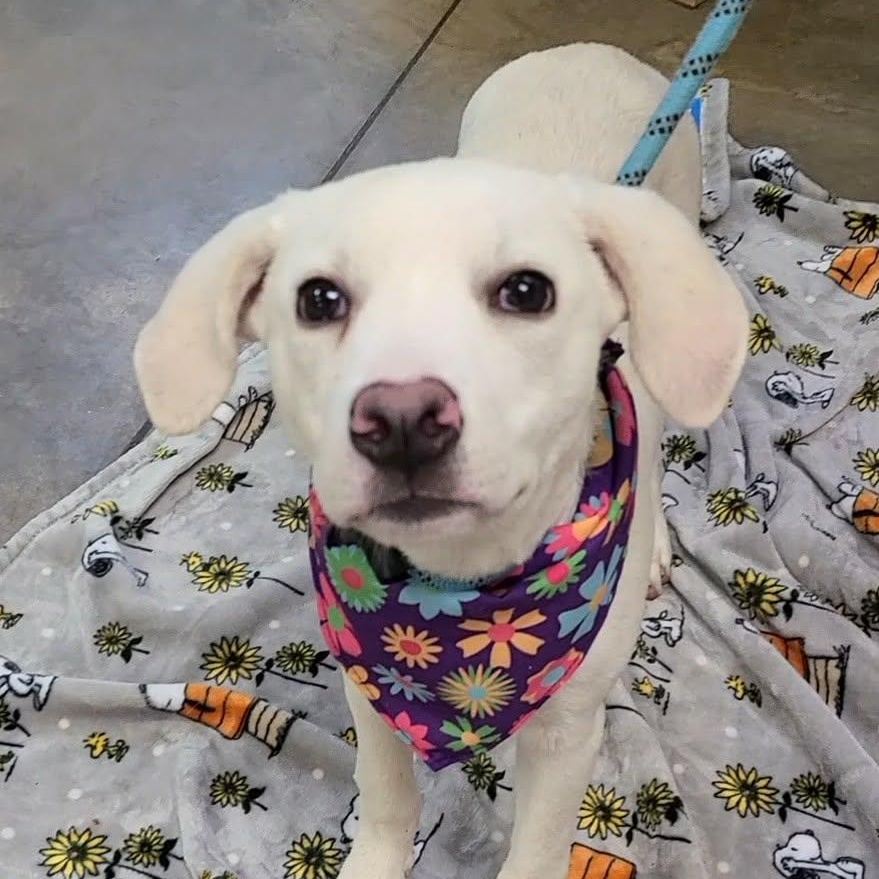 Murphy, a ADOPTABLE mixed breed in Woolwich, ME image 2/3