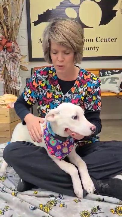 Enlarge Murphy, a ADOPTABLE mixed breed in Woolwich, ME video 3/3