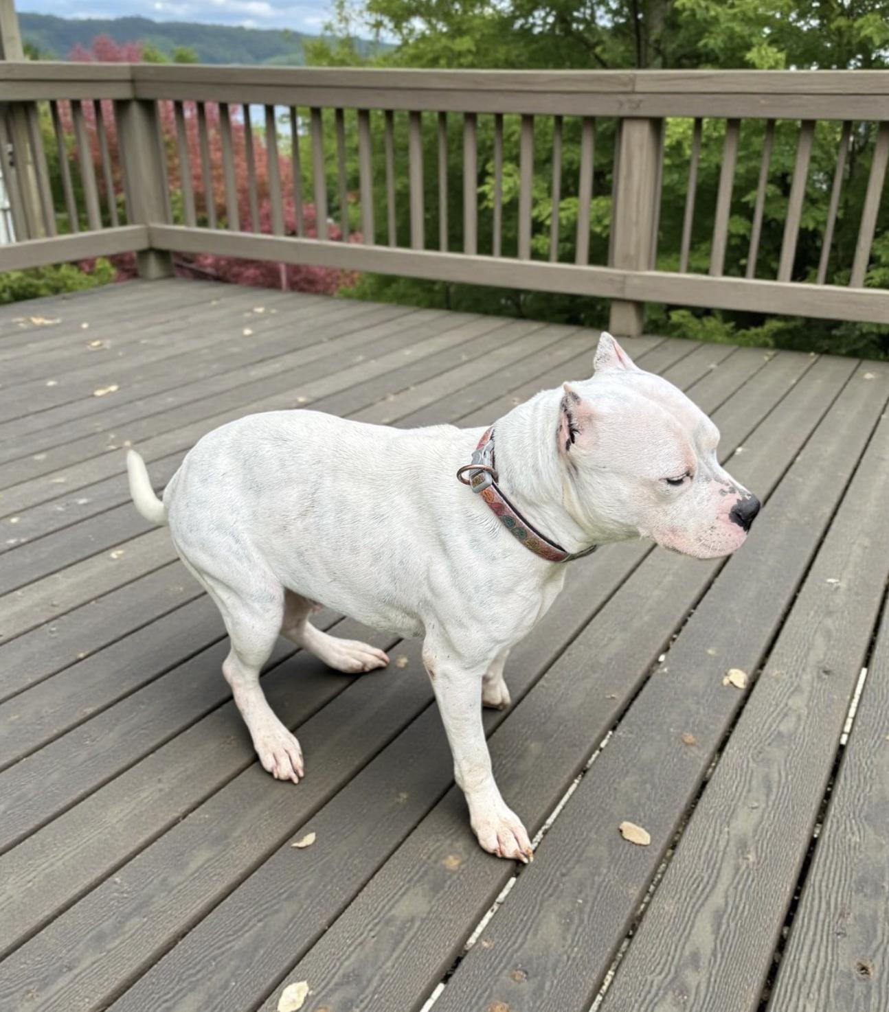 Indigo — thumbnail 2