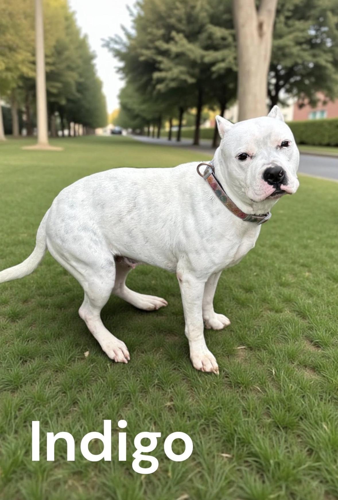 Indigo — thumbnail 4