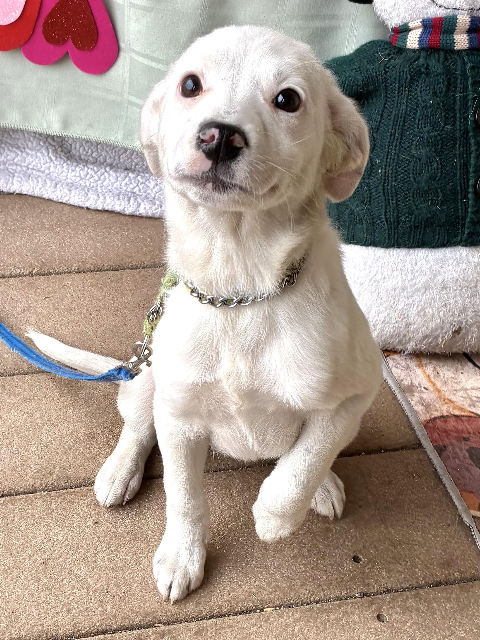 Enlarge Drift, a Adoptable mixed breed in West Chicago, IL image 2/3