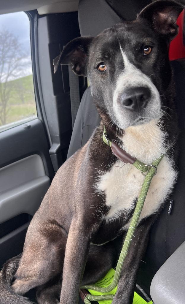 Enlarge Winnie, a Adoptable mixed breed in Saint Clairsville, OH image 1/4