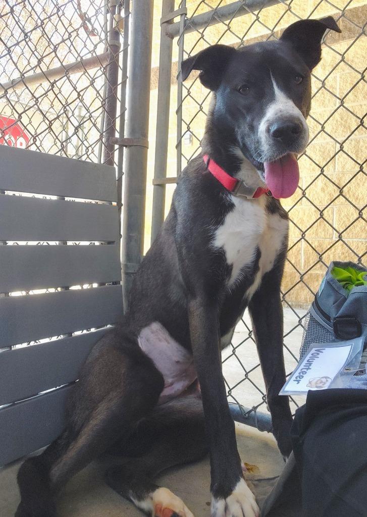 Enlarge Winnie, a Adoptable mixed breed in Saint Clairsville, OH image 2/4