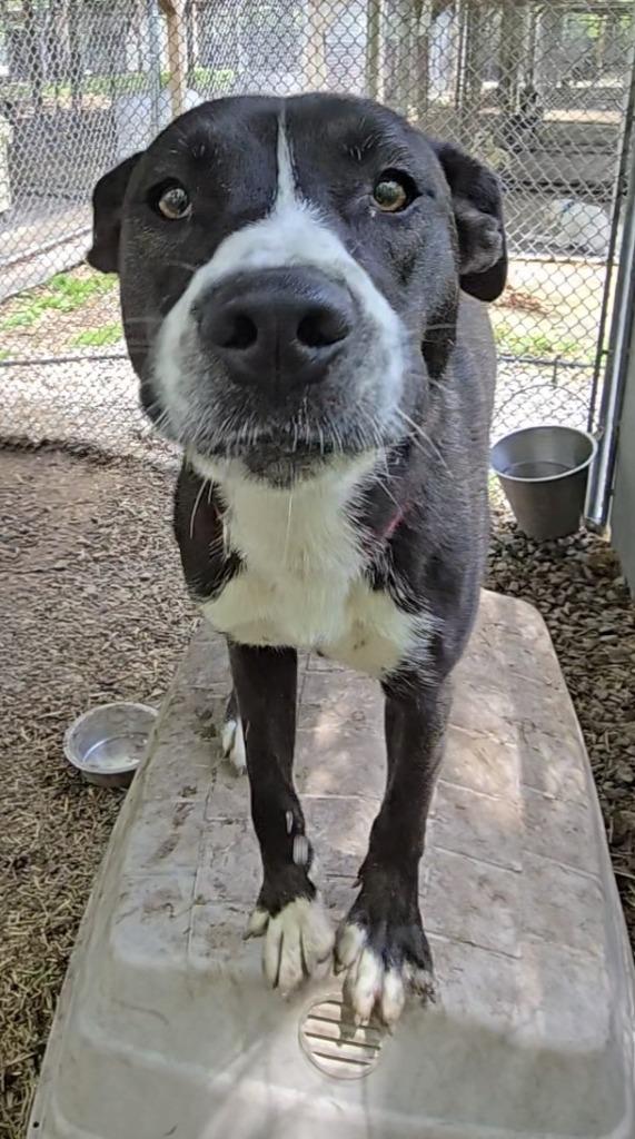 Enlarge Winnie, a Adoptable mixed breed in Saint Clairsville, OH image 3/4