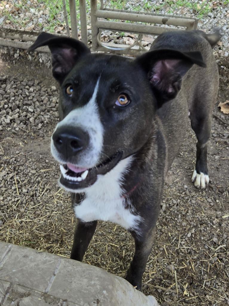 Enlarge Winnie, a Adoptable mixed breed in Saint Clairsville, OH image 4/4