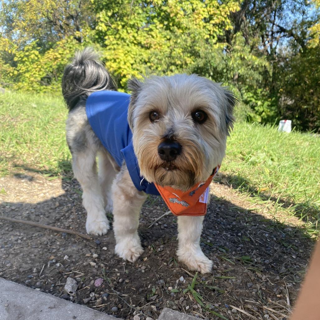 Max, Adoptable, Adult Male Maltese & Yorkshire Terrier.