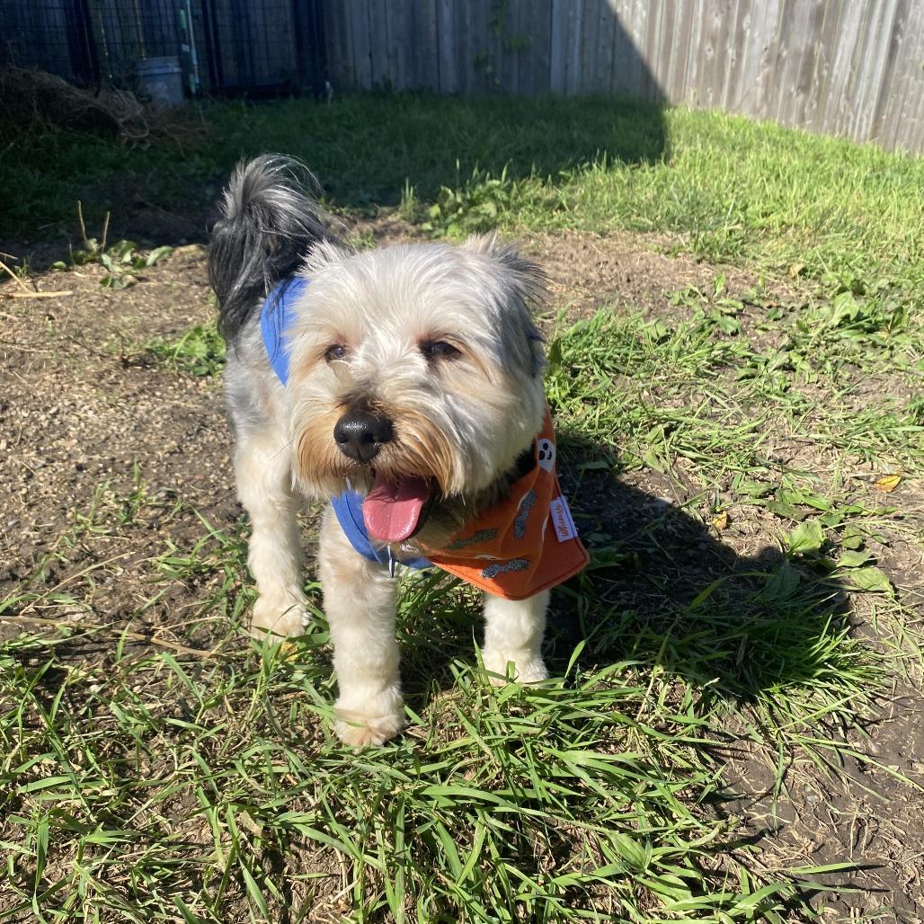 Enlarge Max, a Adoptable mixed breed in West Des Moines, IA image 2/3
