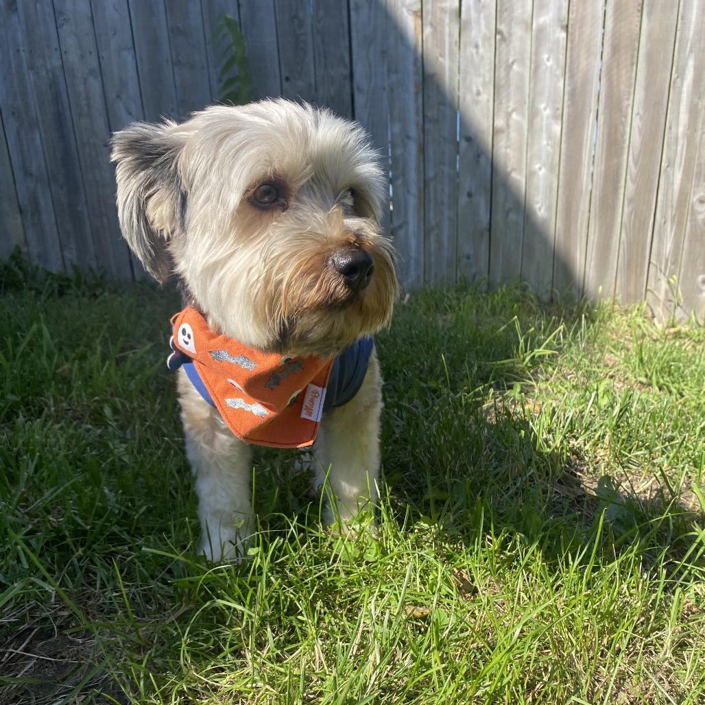 Enlarge Max, a Adoptable mixed breed in West Des Moines, IA image 3/3
